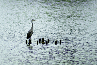 Heron, par Xavier E. G. Dierick